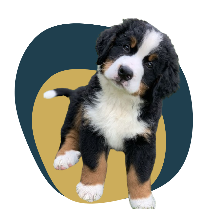 Venta de cachorros certificados